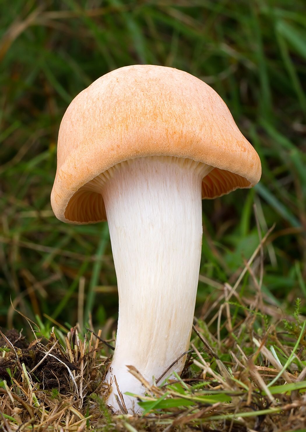 Cuphophyllus pratensis