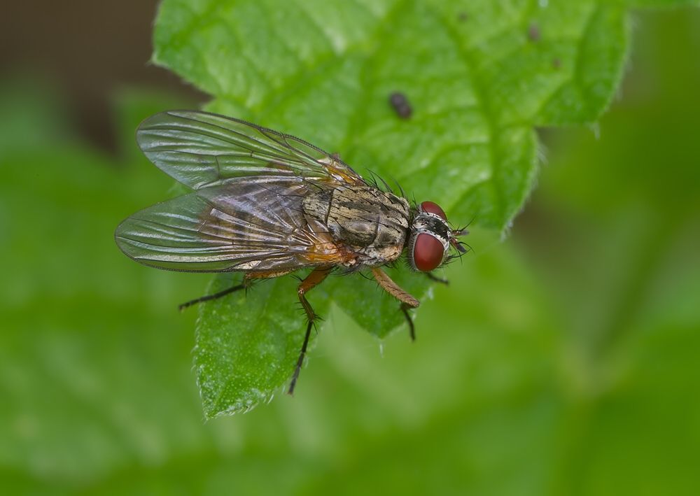 Phaonia angelicae