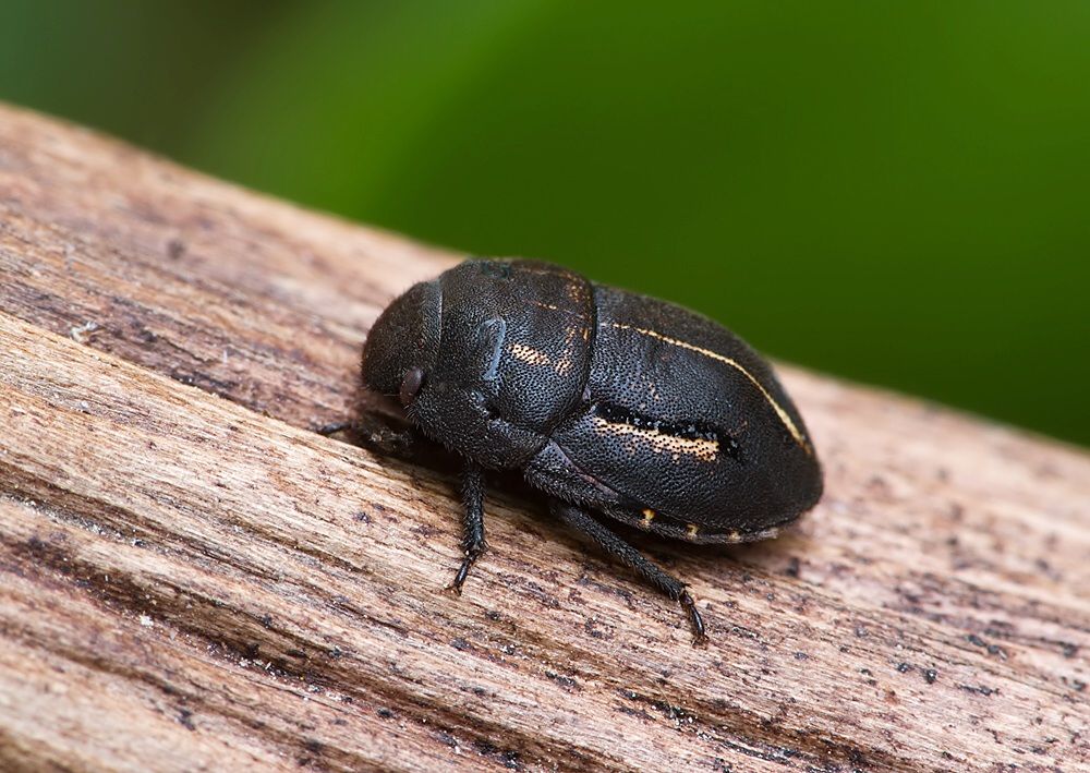 Odontoscelis fuliginosa