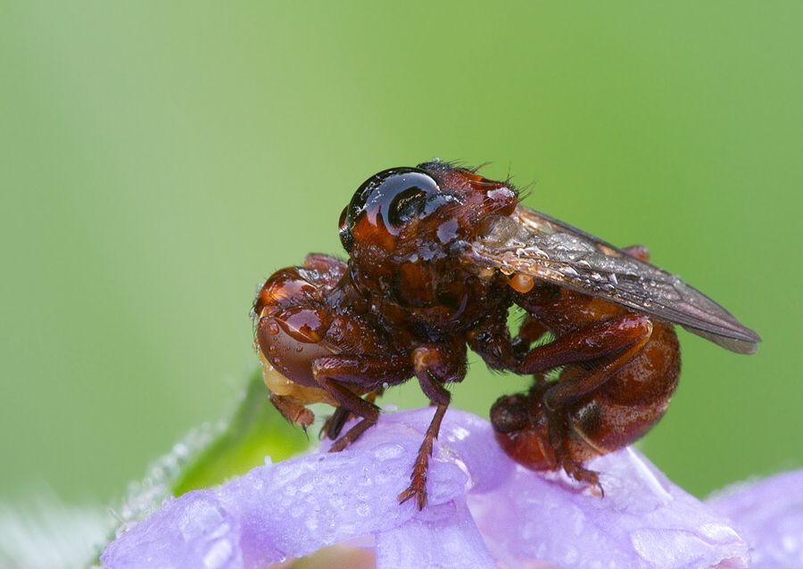 Sicus ferrugineus