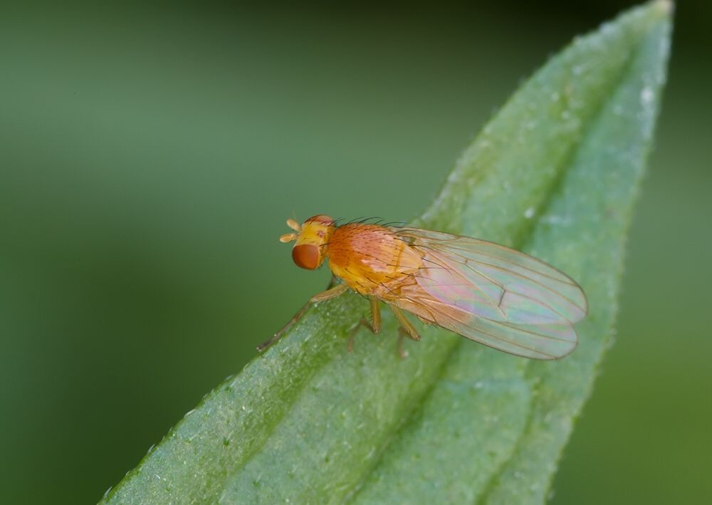 Minettia plumicornis