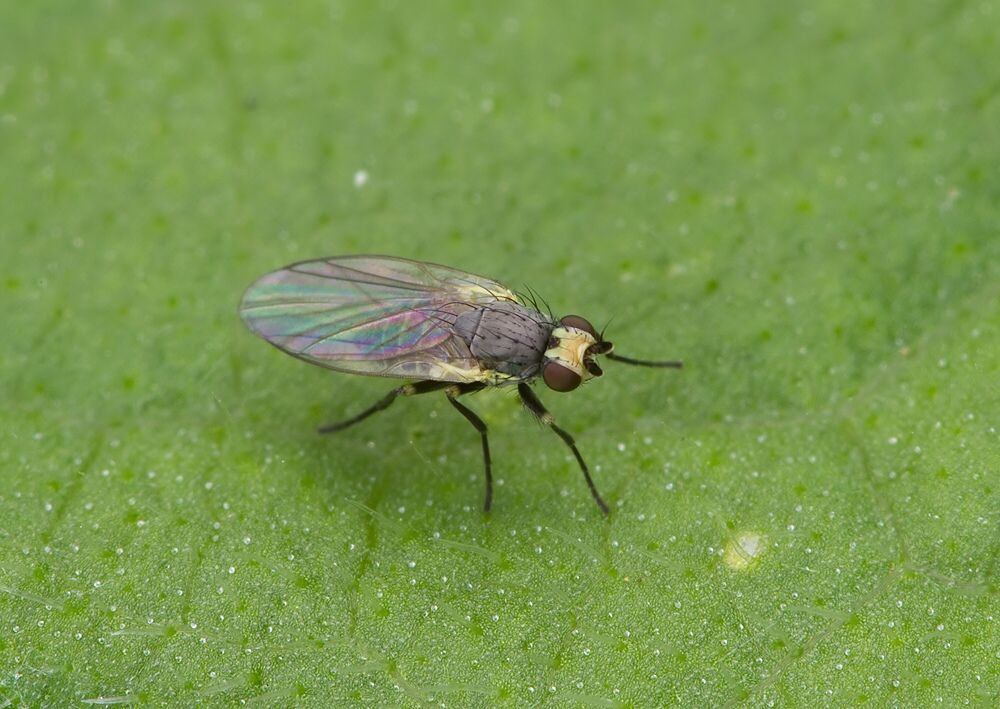 Cerodontha denticornis