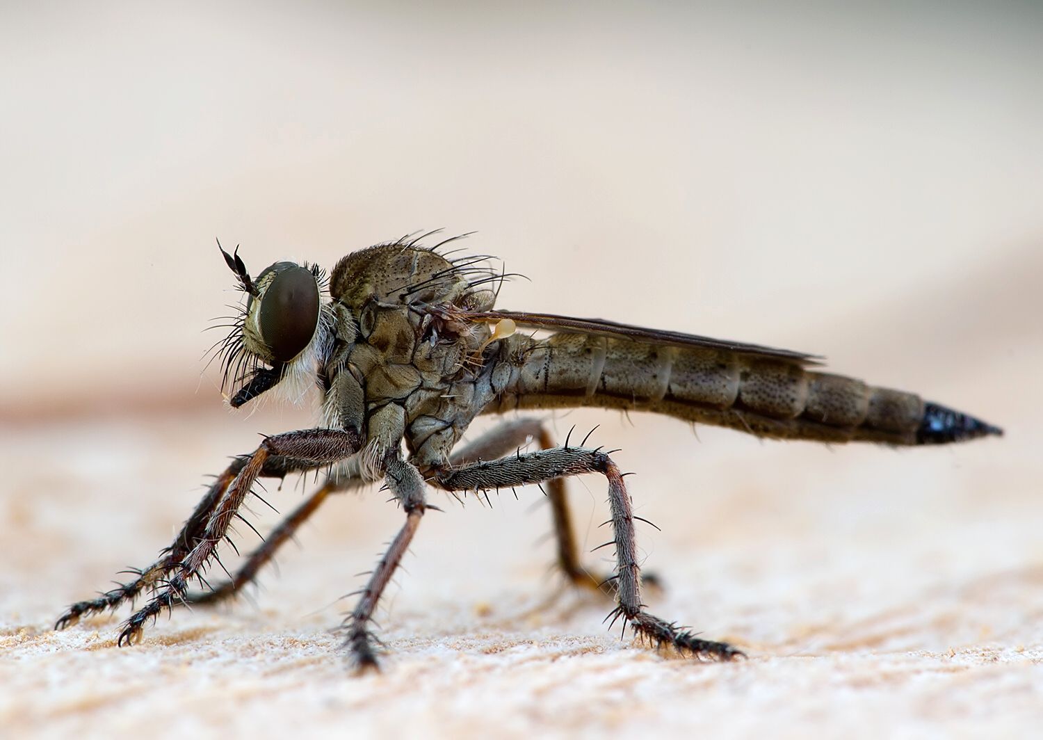 Tolmerus pyragra