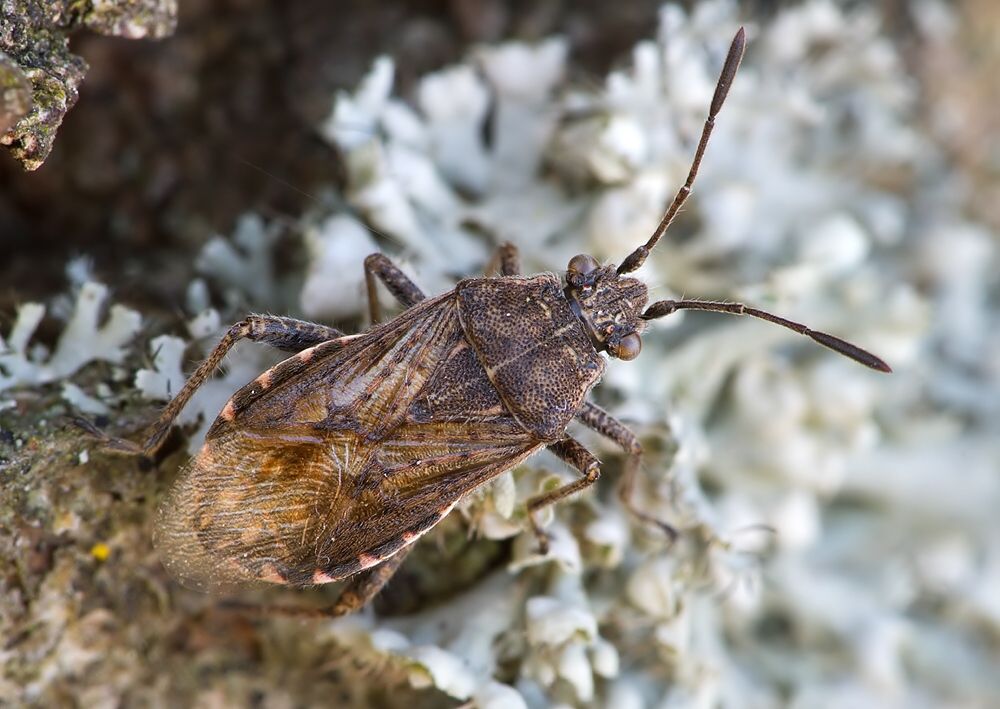 Stictopleurus punctatonervosus