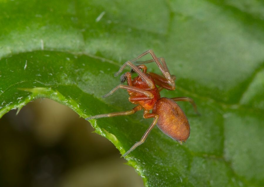 Nigma flavescens