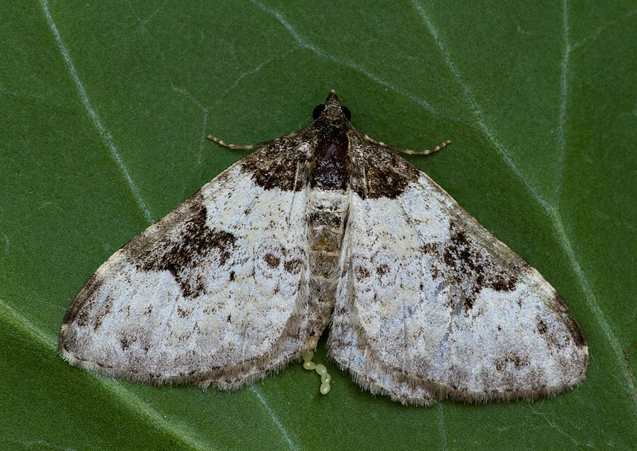 Thera vetustata