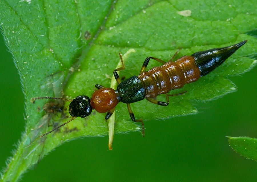 Paederus schoenherri
