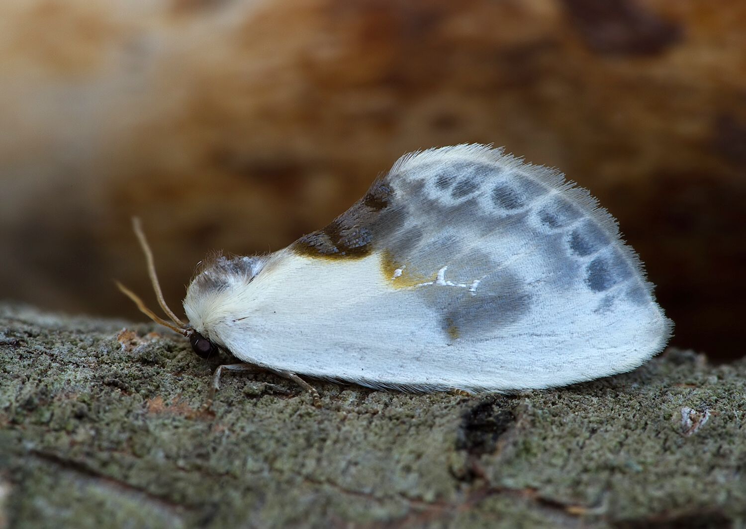 Cilix glaucata