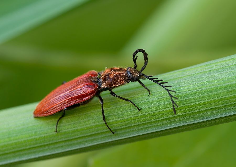 Anostirus purpureus