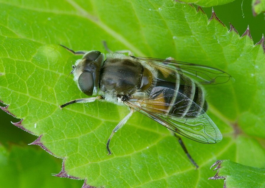 Eristalis lineata