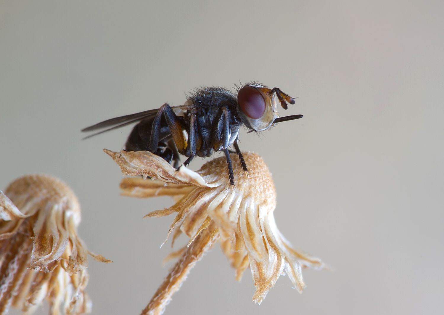 Thecophora pusilla