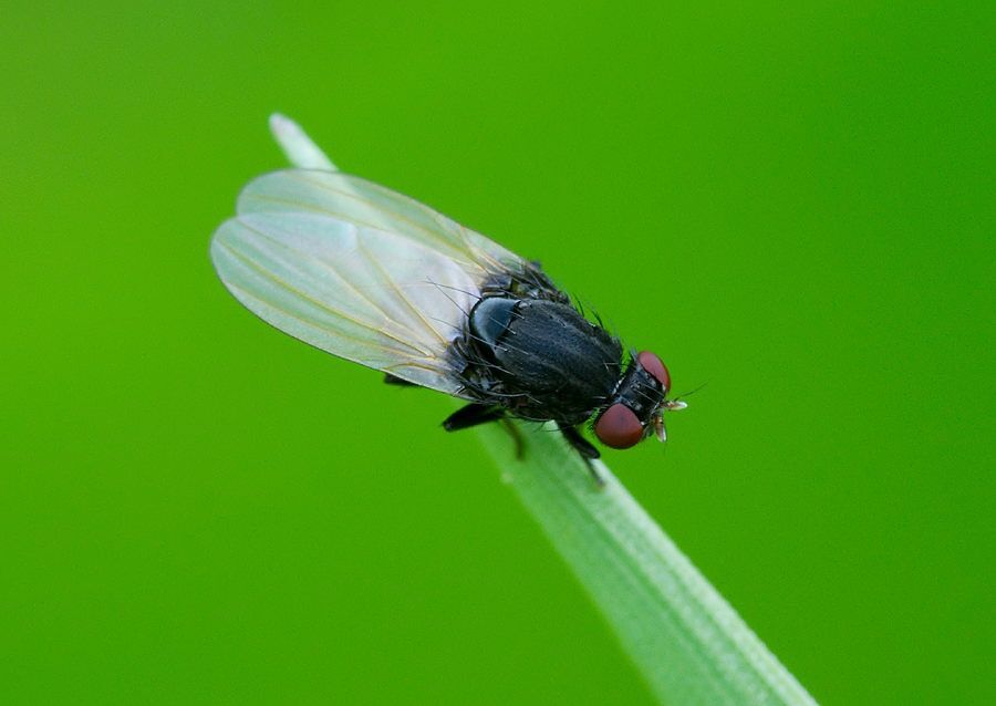Leptometopa latipes