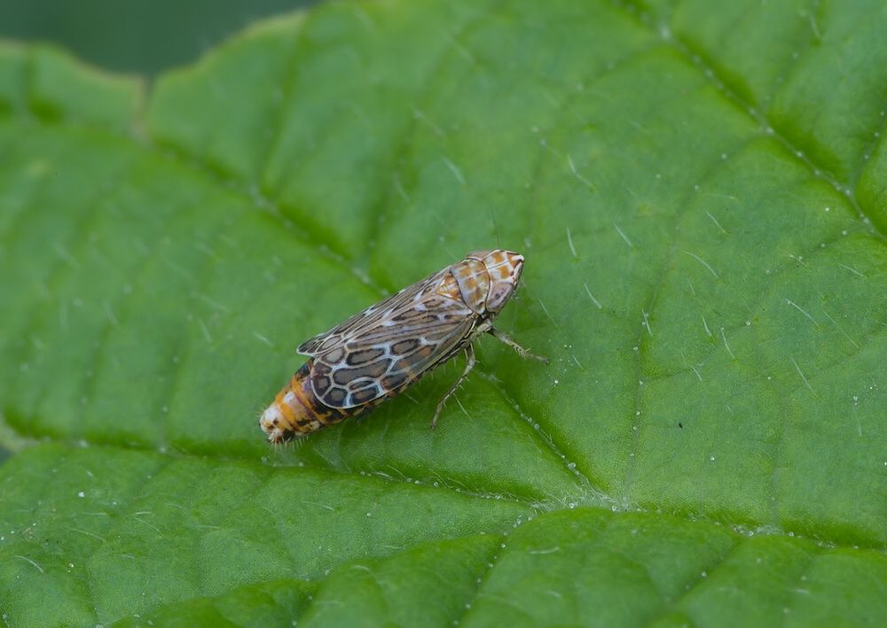 Jassargus sp.