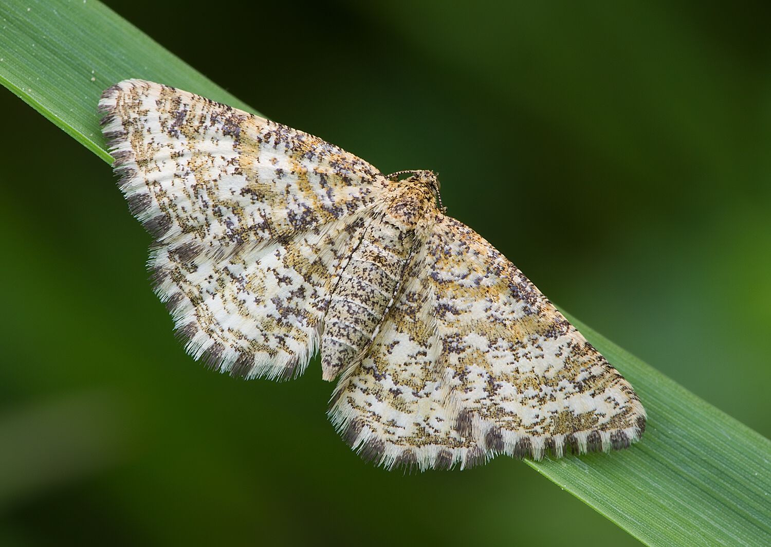 Heliomata glarearia