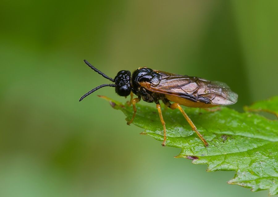 Heterarthrus vagans
