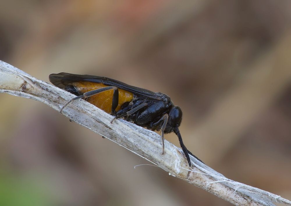 Pareophora pruni