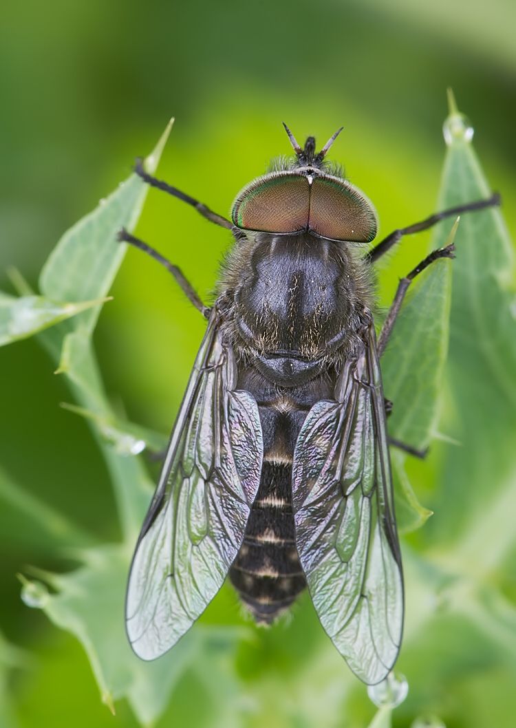Tabanus bifarius
