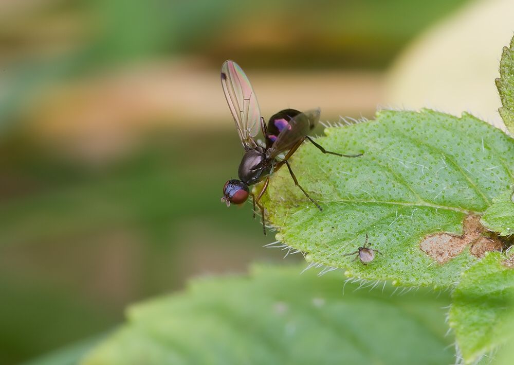 Sepsis fulgens