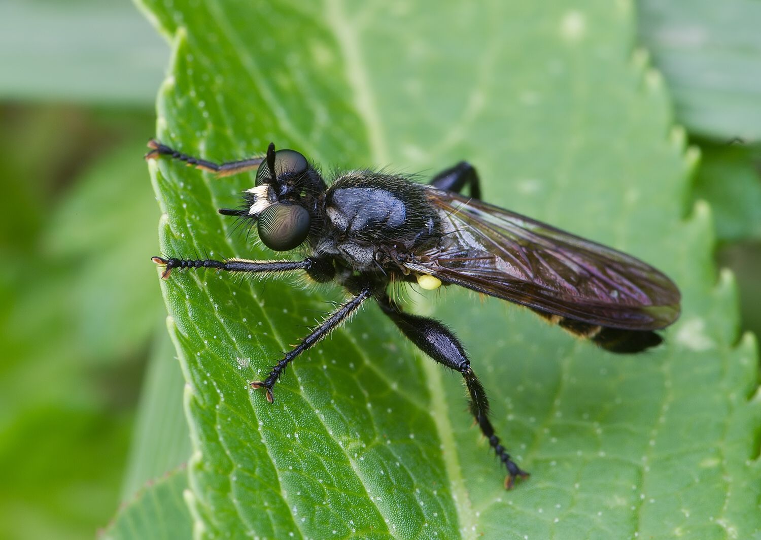 Choerades marginata