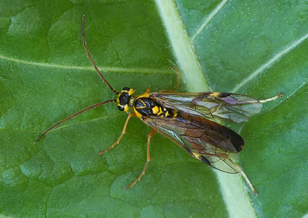Tenthredopsis nassata