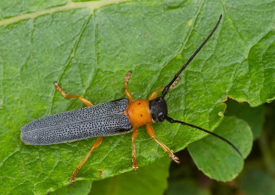 Oberea oculata