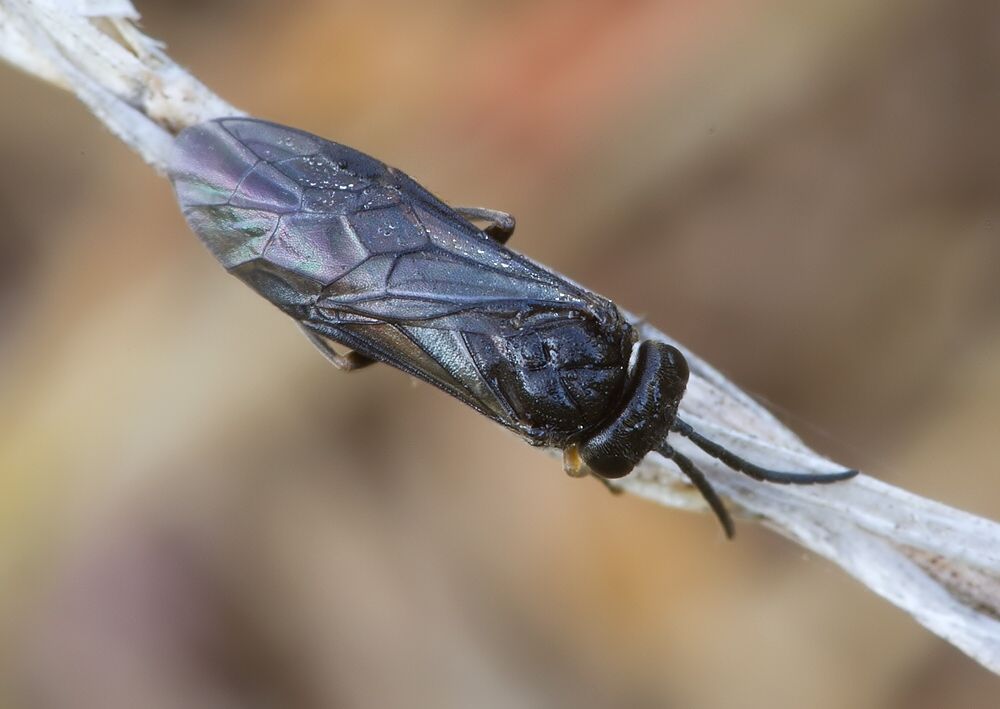 Pareophora pruni