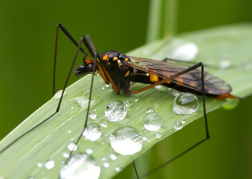 Nephrotoma crocata