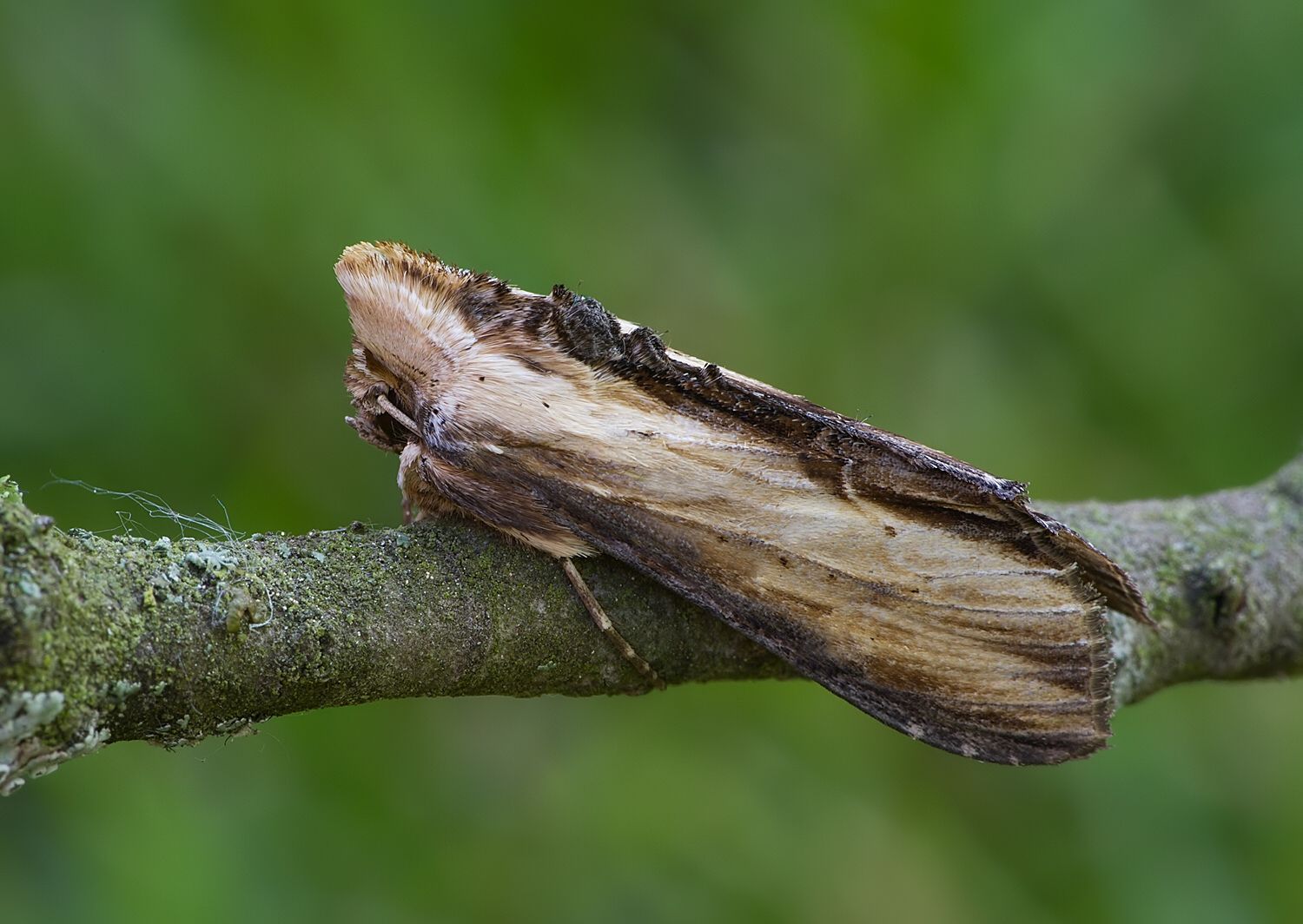 Shargacucullia verbasci