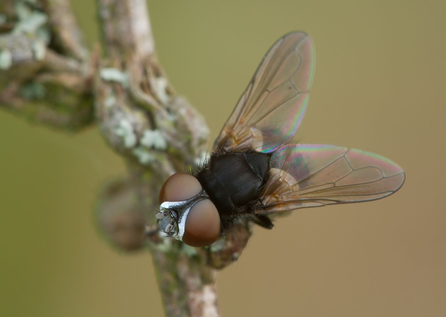 Phasia barbifrons