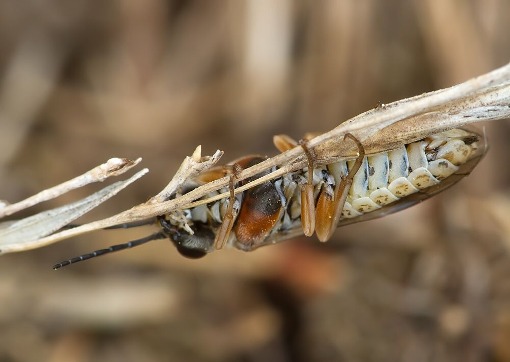 Periclista albida