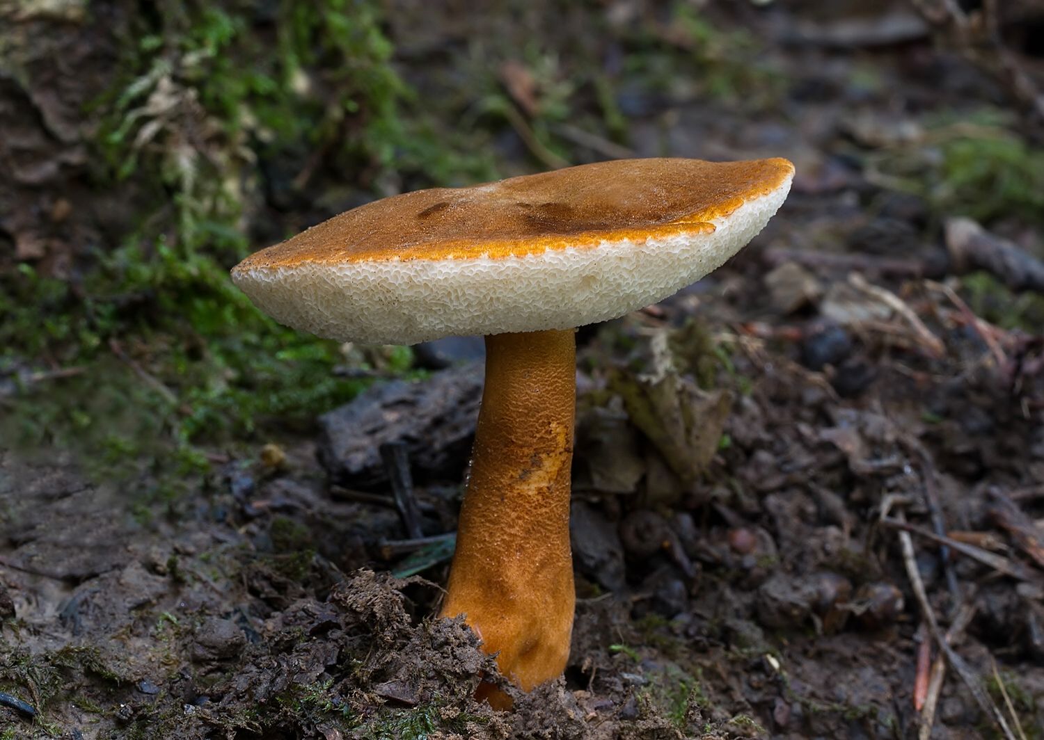 Gyroporus castaneus