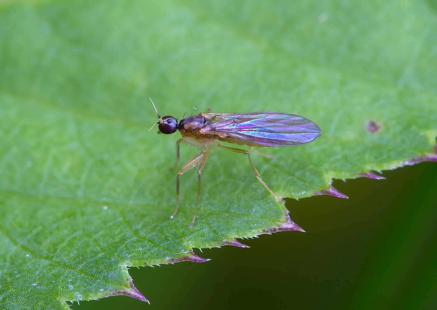 Chelipoda albiseta