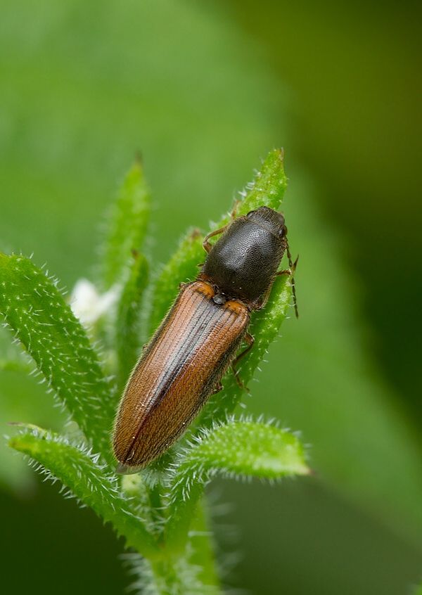 Athous vittatus