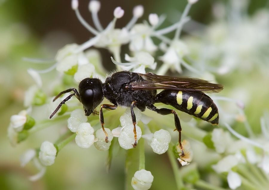 Bembix zonata