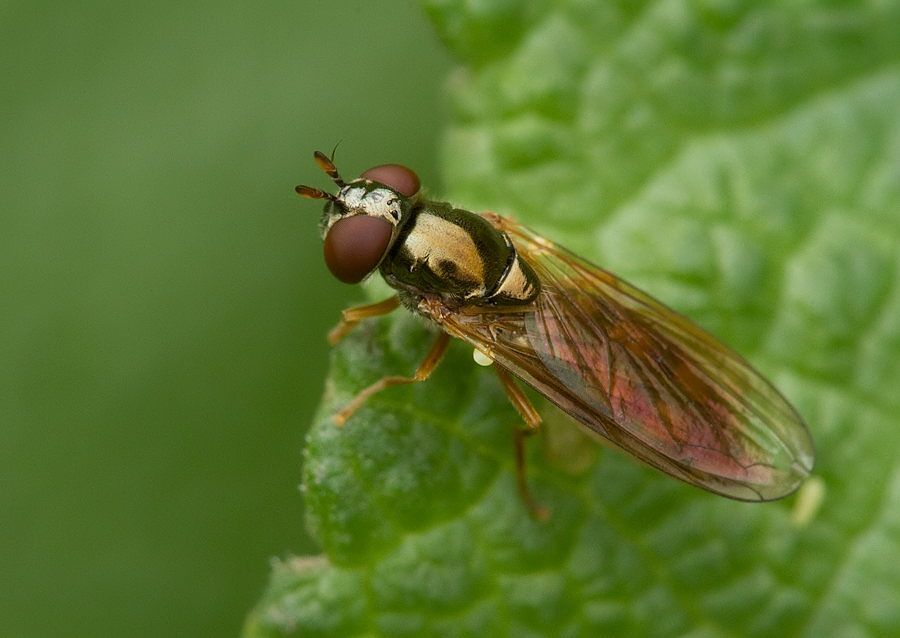 Melanostoma mellinum