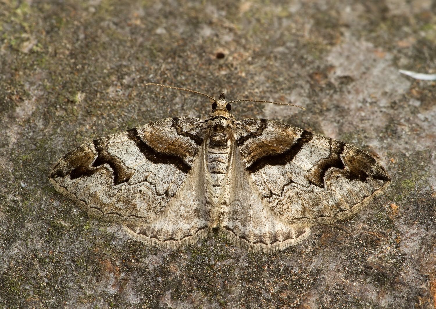 Pareulype berberata