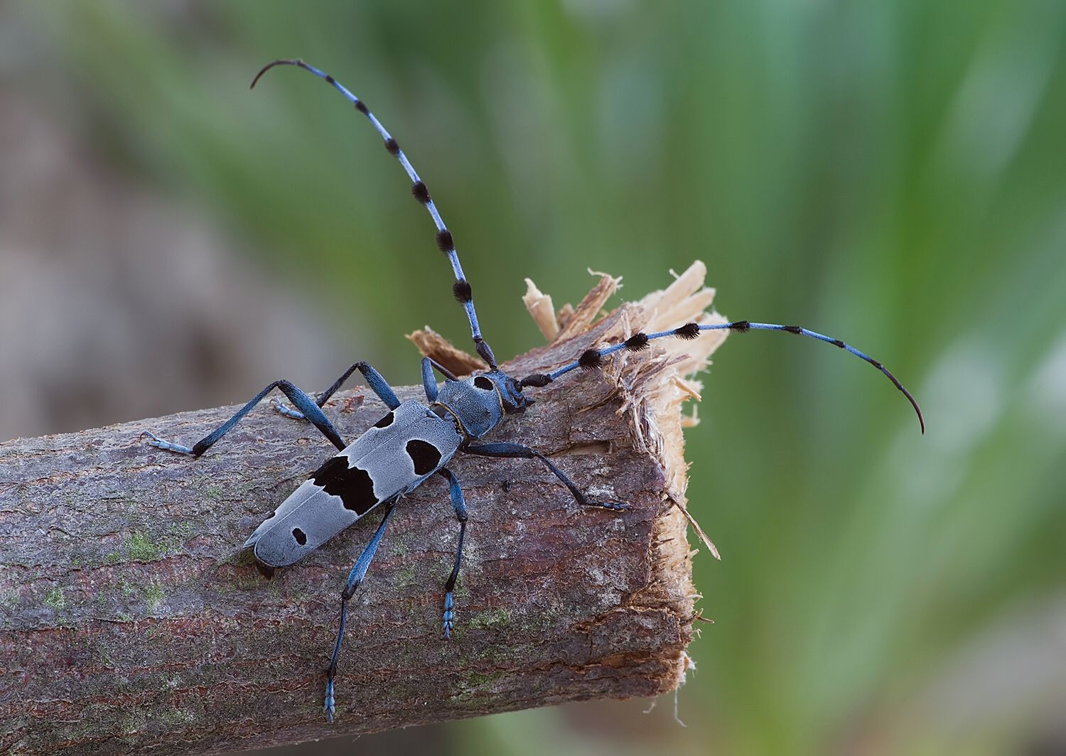 Rosalia alpina
