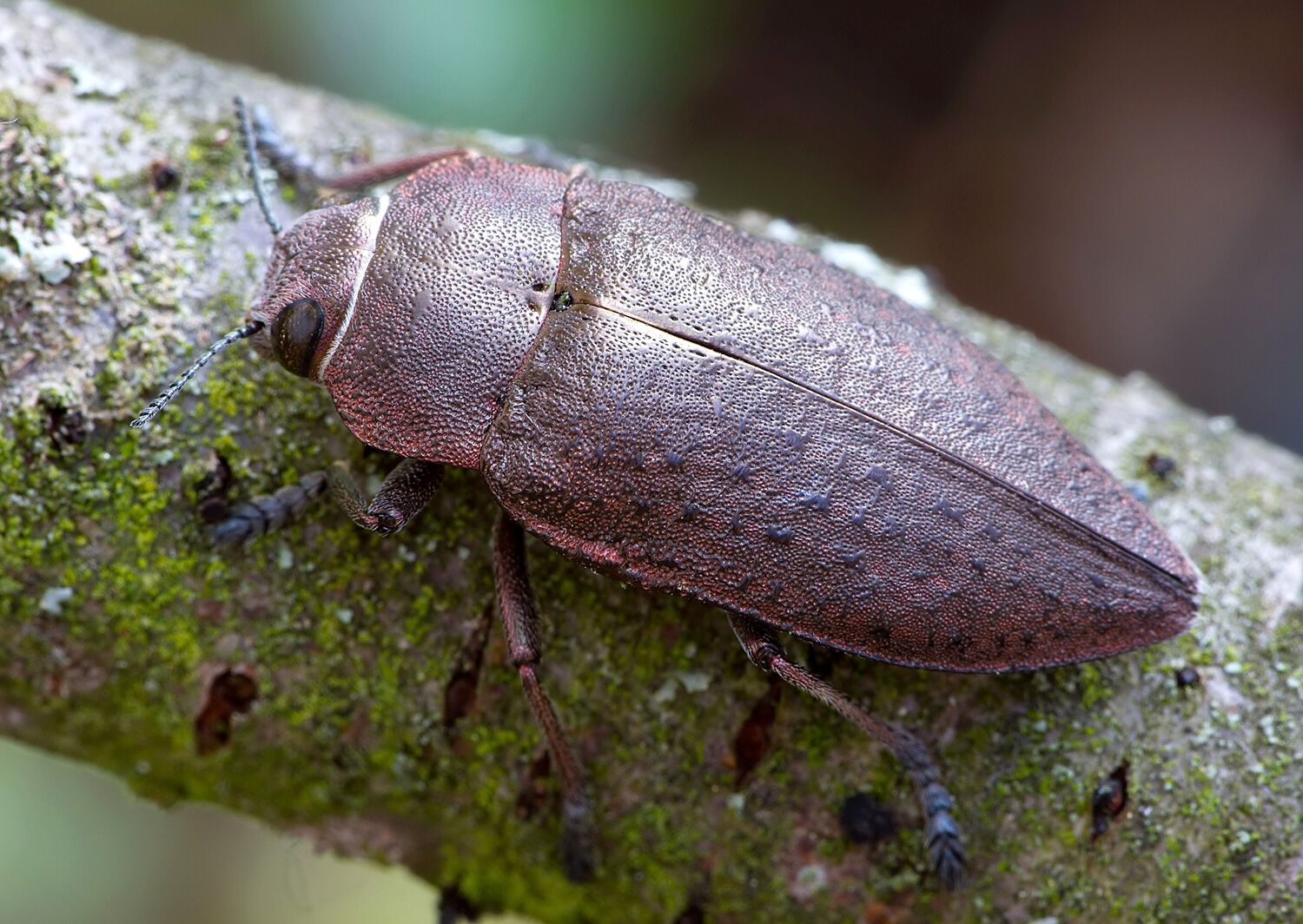Perotis lugubris