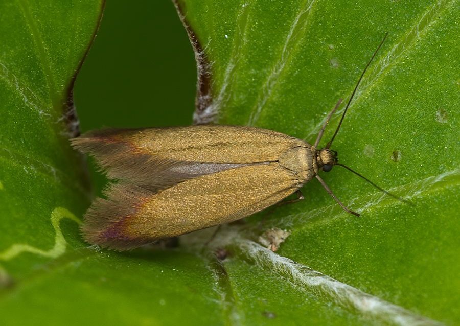 Scythris obscurella