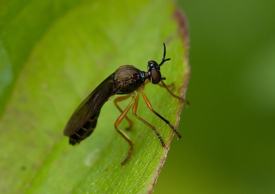 Dioctria humeralis
