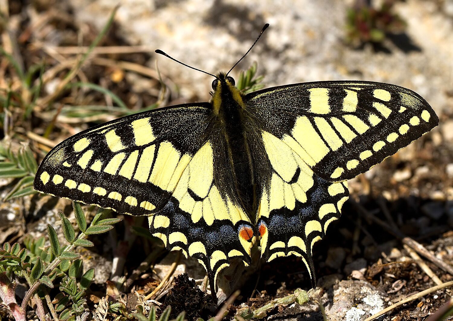 Papilio machaon
