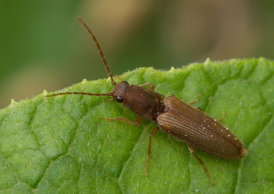 Athous bicolor