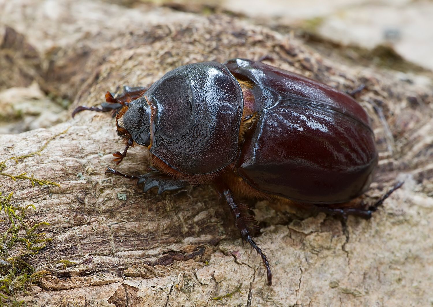 Oryctes nasicornis