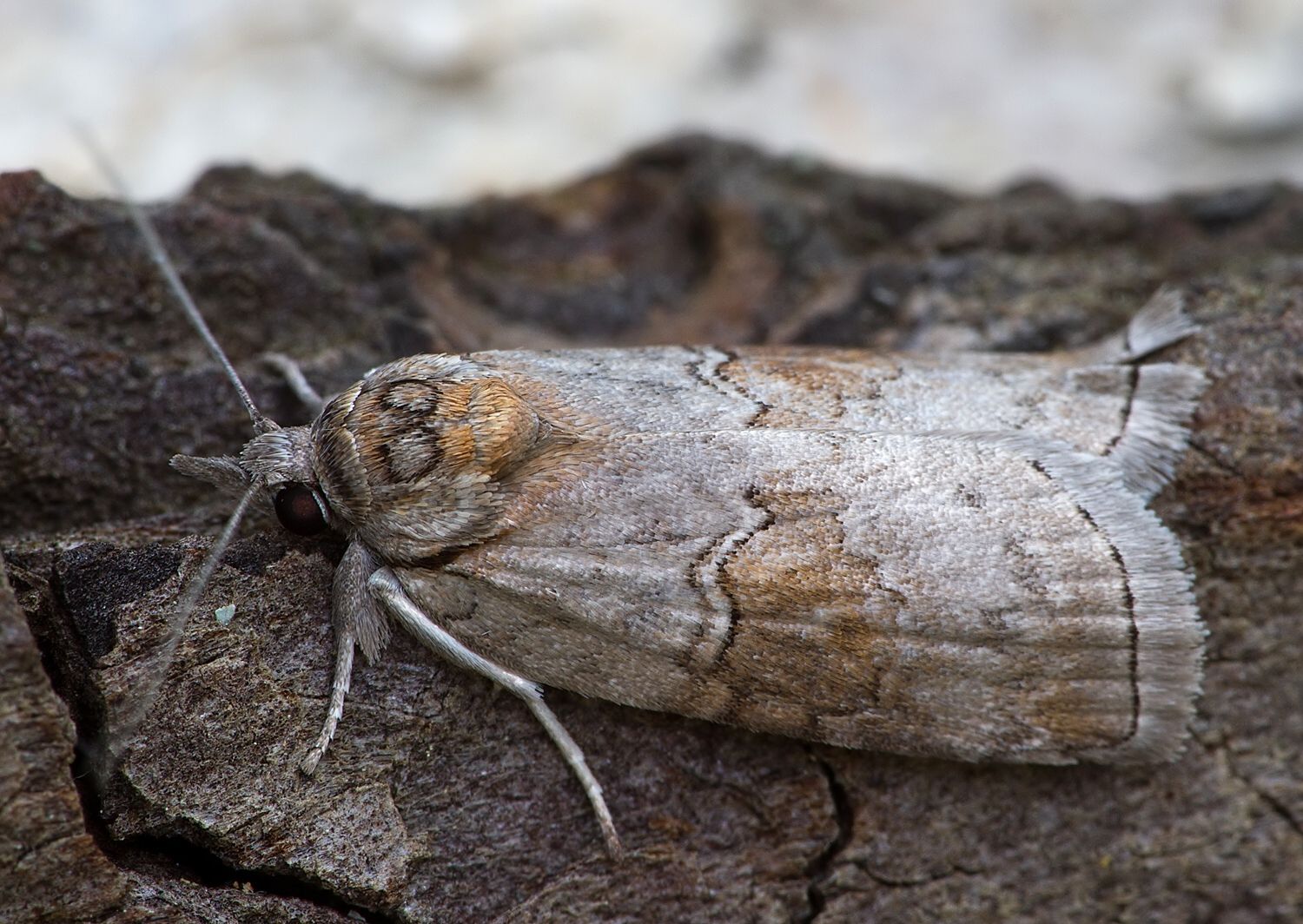 Nycteola asiatica