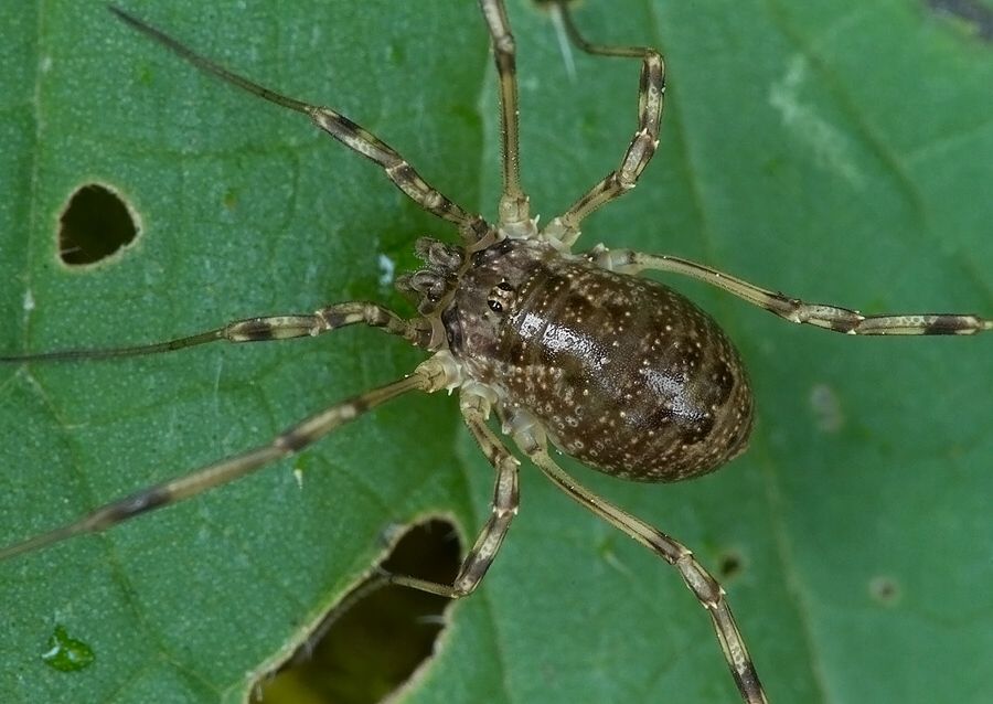 Oligolophus tridens