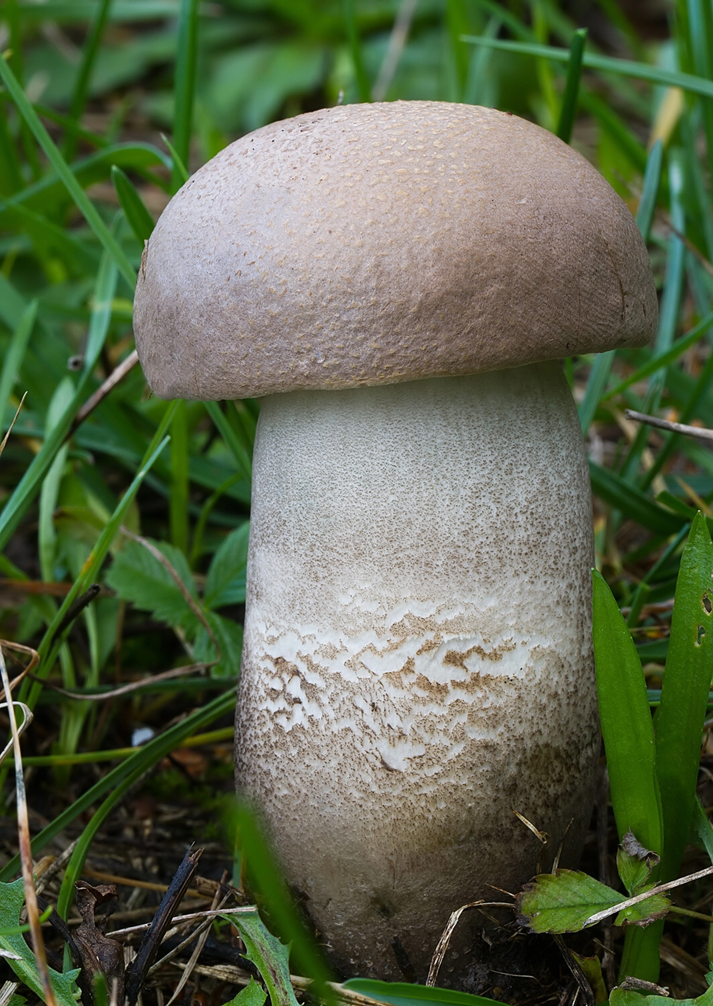Leccinum duriusculum