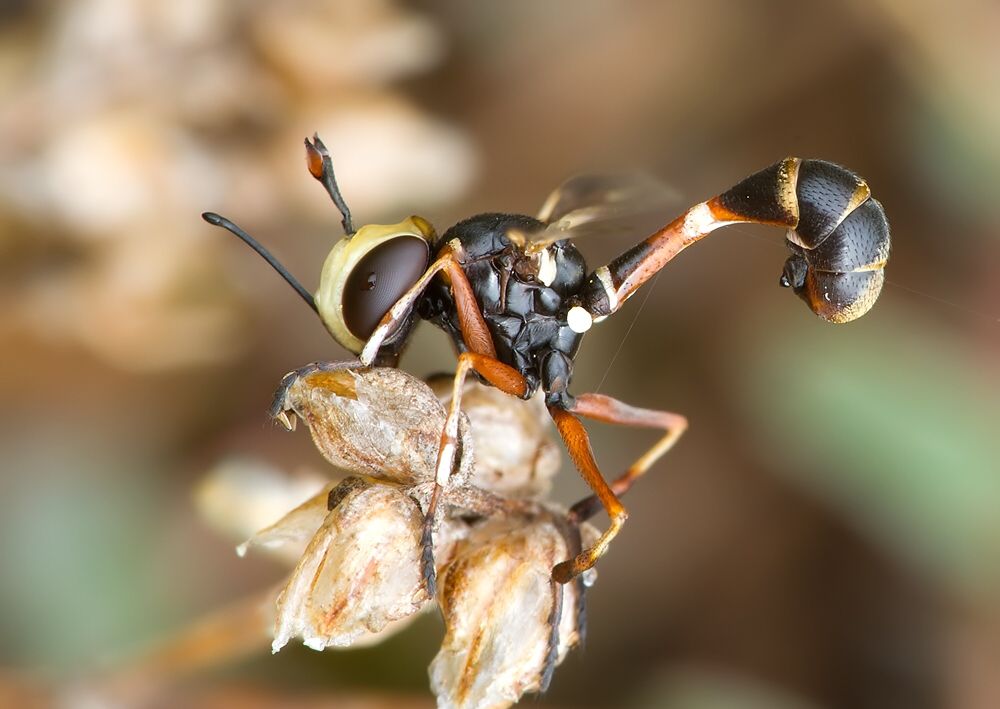 Physocephala chrysorrhoea