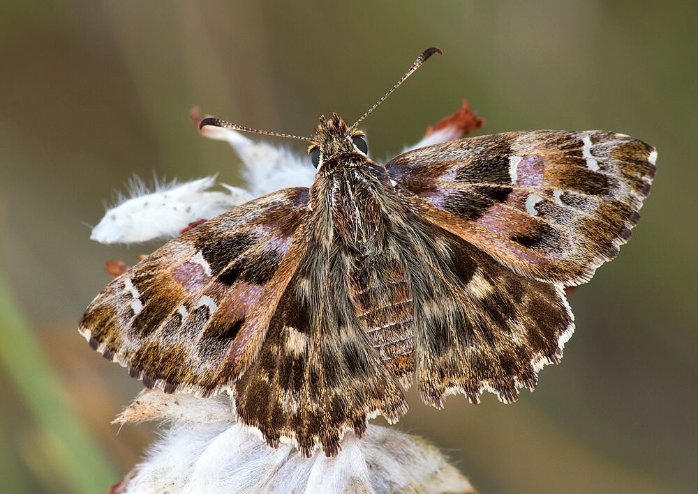 Carcharodus alceae