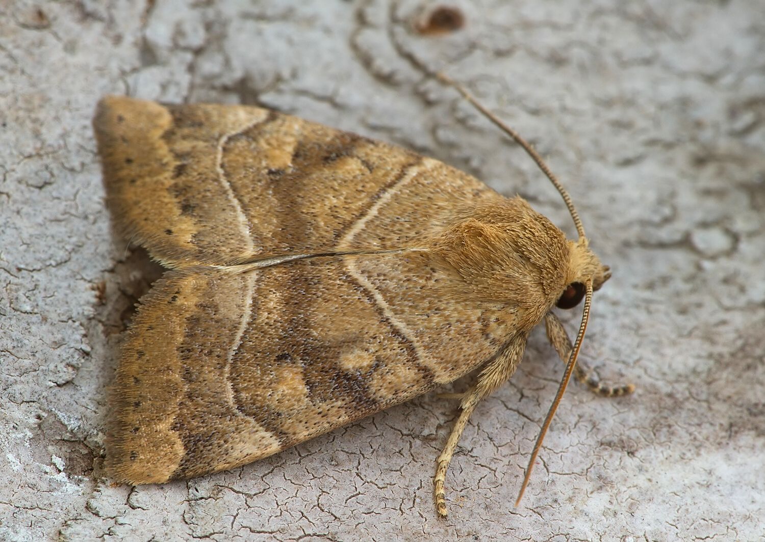 Cosmia trapezina