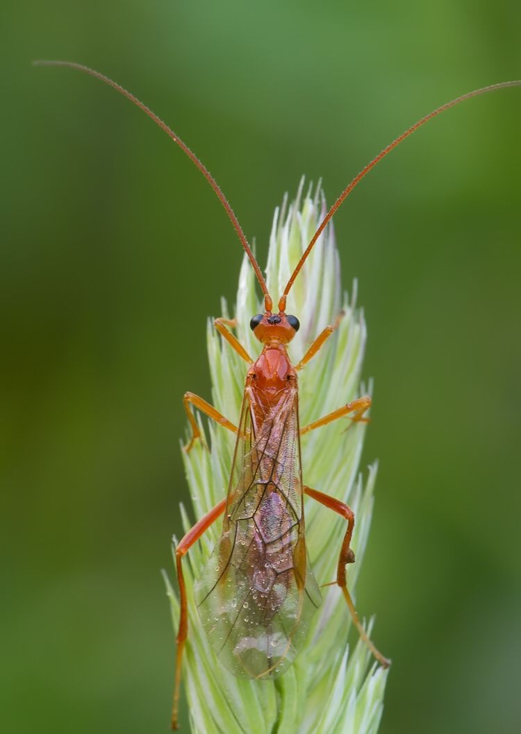 Netelia sp.